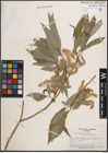 Foto von Salix daphnoides Vill.